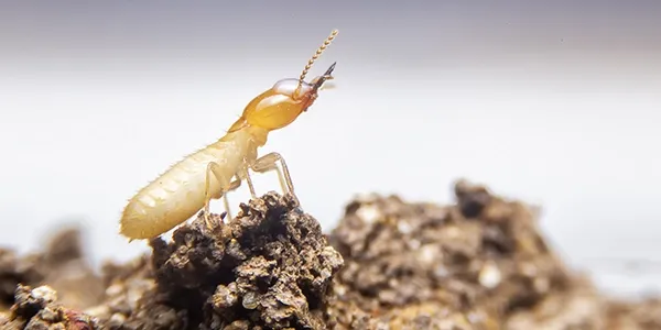 termite